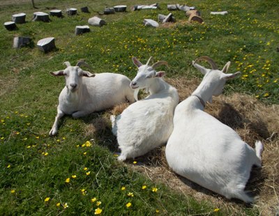 goats Margaret Green animal resue charity.JPG